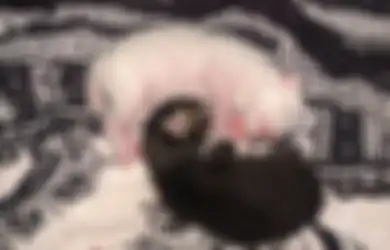 5 Cara Merawat Bayi Kucing. Harus Siapkan Mental dan Waktu! 