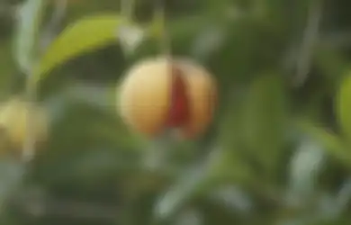 Bisa Jadi Obat Asam Lambung, Biji Pala Tak Boleh Dikonsumsi Sembarangan, Begini Cara Benar Meraciknya