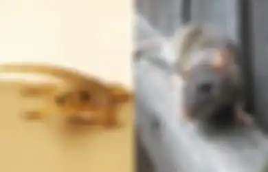 14 Cara Usir Cicak, Tikus hingga Ular yang Masuk Rumah