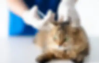 Perlukah Kucing Peliharaan Divaksin? Yuk Cek Tujuan dan Manfaatnya!