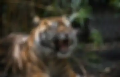 5 Weton Pemilik Aura Panglima Harimau yang Kuat Menurut Primbon
