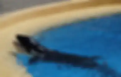 Kisah Kiska Orca Paling Kesepian, Mati Usai Belasan Tahun Hidup Sendiri