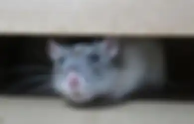 Awas, 5 Makanan Ini Ternyata yang Bikin Rumah Kita Jadi Sarang Tikus