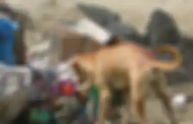 Anjing Gondol Jasad Bayi Tanpa Kepala Gegerkan Warga Kalimantan Barat, Polisi Curigai Hal Ini, Berharap Pelaku Segera Terungkap