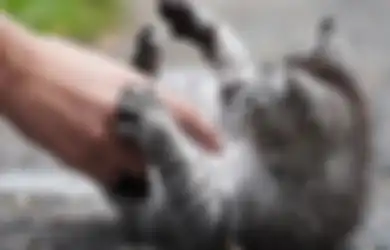Sudah Wudhu Tapi Menyentuh Kucing Bisa Bikin Batal? #PowerUpRamadan
