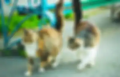Tahukah Kamu Kucing Belang Tiga Jantan Termasuk Kelainan Genetik?