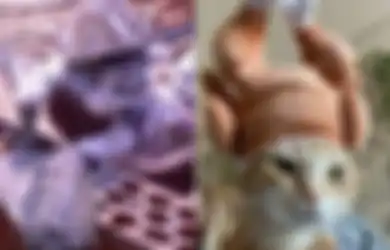 Pelihara Kucing Jika Ingin Segera Usir Khodam Jahat, Energi Hitam Bakal Lenyap dari Tubuh