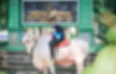 Lulus dari Prodi Budi Daya Ternak, Wisudawan UNS Viral Tunggangi Sapi Keliling Kampus, Begini Reaksi Orang Tuanya