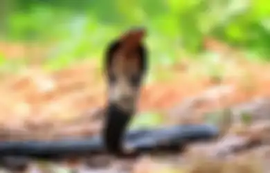 Kekuatan Khodam Ular Kobra, Bisa Buat Majikannya Lebih Tenang dan Stabil