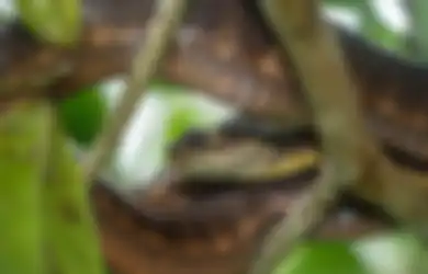 3 Weton Dinaungi Khodam Ular yang Kadang Sifatnya Menyebalkan