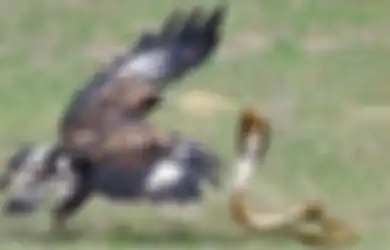 Khodam Elang VS Khodam Ular, Siapa yang Lebih Kuat?