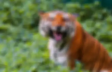 Lokasi Persembunyian Khodam Macan, Hati-hati Saat Menginjakkan Kaki di Wilayah Kekuasaannya