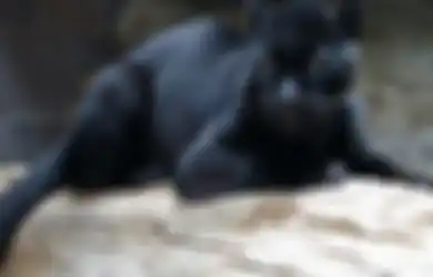 Khodam Harimau Kumbang Selalu Menaungi, Ini 6 Ciri-ciri Manusia yang Dilindunginya