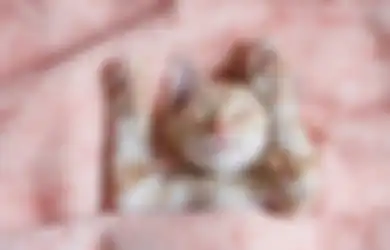 5 Trik Bikin Kucing Peliharaan Jadi Enggak Nakal dan Nurut sama Kita!