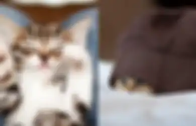 14 Foto Anak Kucing Paling Imut untuk Atasi Bad Mood dan Kesedihan!