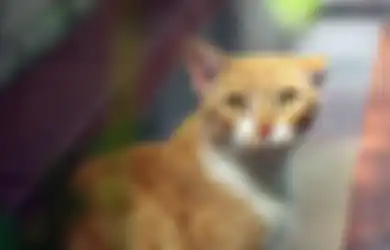 9 Pelajaran Hidup yang Bisa Kita Ambil dari Kucing Peliharaan Kita