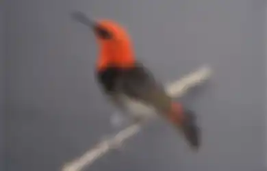 Bisa Mengenal Ragam Spesies Burung Sekaligus Kulineran di Taman Burung Jagat Satwa Nusantara!