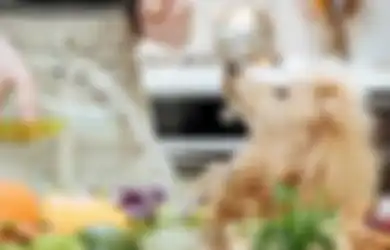 Aman, 7 Makanan Manusia Ini Boleh Dimakan Anjing Peliharaan Kita