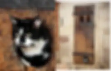 Gereja Ini Gaji Kucing Rp 2500 untuk Tangkap Tikus di Tempatnya