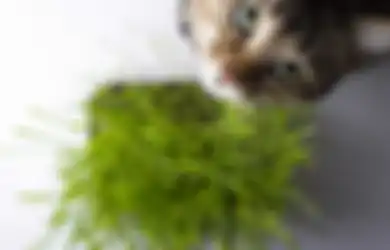 4 Jenis Rumput Ini Baik untuk Kucing Peliharaan. Enggak Melulu Ikan!