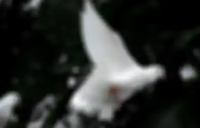 Kekuatan Khodam Merpati Putih, Sang Pendamai yang Penuh Kasih Sayang