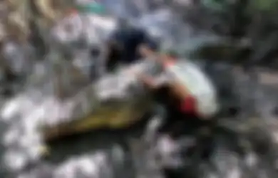 Buaya Bernama Rizka Diduga Terkam Emak-emak Hingga Kritis, Pak Ambo Ngamuk Tak Terima Sang Predator Difitnah