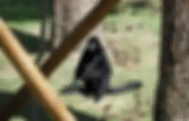 Kekuatan Khodam Kera Hutan Hitam, Penjaga Alam Liar yang Cerdas Bukan Main
