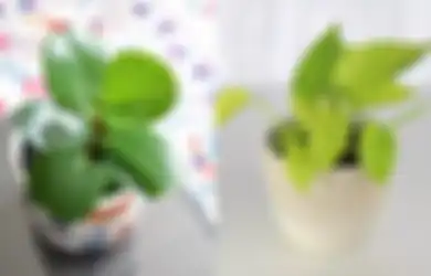 5 Tanaman Low Maintenance yang Bisa Hidup dalam Ruangan Remang