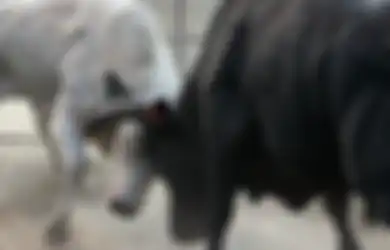 Kekuatan Khodam Banteng Hitam, Siap Berikan Ketangguhan Fisik dan Jadikan Majikannya Sebagai Seorang Pemimpin