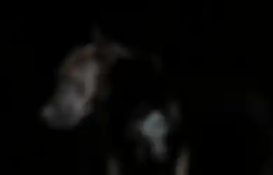 Kekuatan Khodam Anjing Hitam, Jin Pelindung Setia yang Punya Intuisi Tajam