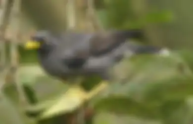 Kekuatan Khodam Jalak Kegelapan, Ilmu Perantara Gaib Bakal Jadi Andalannya