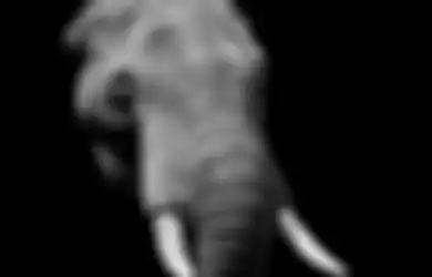Kekuatan Khodam Gajah, Naungan Pengetahuan Hingga Ilmu Penenang Jiwa Jadi Andalannya