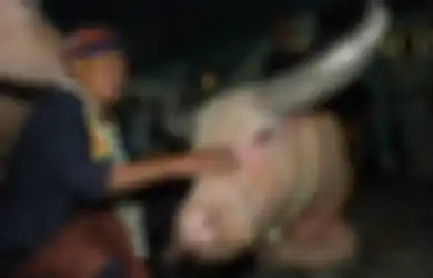 Kekuatan Khodam Kerbau Putih Suci, Energi Murni yang Menyeimbangkan Diri