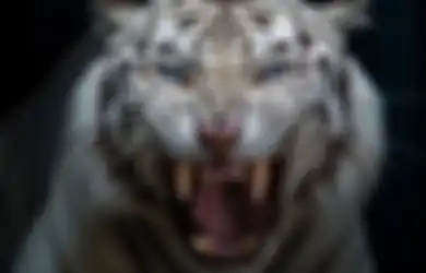 3 Weton Jagur Harimau yang Konon Rezekinya Datang dari Berbagai Arah