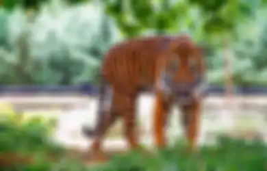 Ciri-ciri Sifat Manusia yang Disukai oleh Khodam Macan, Salah Satunya Setia