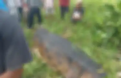 Viral Video Bocah 10 Tahun di Kalteng Diterkam Buaya, Perut Sang Predator Dibelah, Warga Sekitar Percaya Hal Ini