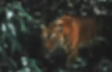Kekuatan Khodam Macan Gunung Lawu, Sosok yang Jadi Penyeimbang Alam Gaib