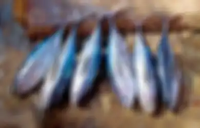 Terungkap, Ini Dia 6 Jenis Ikan Paling Bermanfaat untuk Kesehatan!