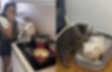 3 Tanggal Lahir yang Sangat Suka Memelihara Kucing, Bertanggung Jawab Banget!