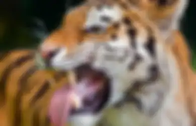 Khodam Macan Gunung Lawu Sayang dengan Majikannya, Pantangan Ini Jangan Sampai Dilanggar Jika Tak Ingin Dia Murka