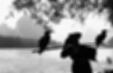 5 Tanggal Lahir Pemilik Khodam Gagak Langit, Mudah Kumpulkan Kekayaan