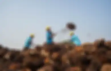 Wilayah di Indonesia yang Menghasilkan Komoditas Kelapa Sawit Terbesar