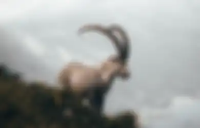 Pantangan yang Tak Boleh Dilanggar Saat Memelihara Khodam Kambing, Jangan Sampai Tamak!