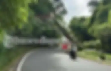 Bambu Hijau Disebut Jadi Gerbang Gaib, Terkuak Mitos Tikungan Dekat Villa Soekarno di Puncak Bogor, Ini Bentuk Sosok Penunggunya