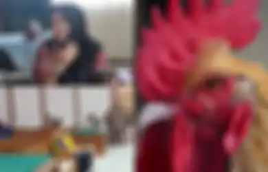 Kisah Kakek di Jember yang Dituduh Curi Ayam Jago Harga Rp4,5 Juta Milik Kades Setempat, Sidang Perdana Ditemani Istri