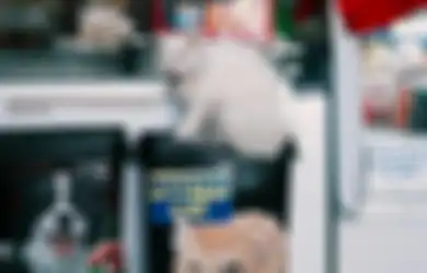 3 Weton yang Gampang Sukses Jika Fokus Mengelola Pet Shop, Siapa Saja?