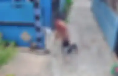 Tulang Punggung dan Tulang Ekornya Retak, IRT di Cilincing Diduga Jadi Korban KDRT Suami, Aksi Sadisnya Terekam CCTV