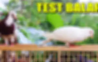 7 Tanggal Lahir yang Hobi Pelihara Burung Merpati di Rumah