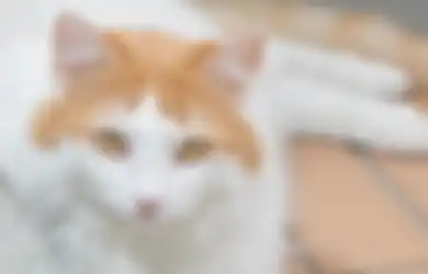 Unik, 5 Ras Kucing Ini Enggak Takut Air Sama Sekali! Kalau Kucingmu?