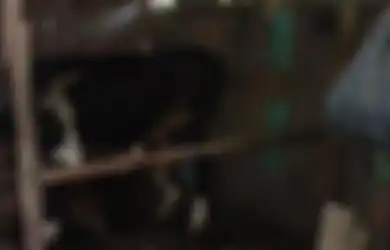 Wanita di Jember Dipukuli dan Dirantai di Kandang Sapi oleh Suami, Pelaku Marah karena Korban Merantau Tanpa Pamit